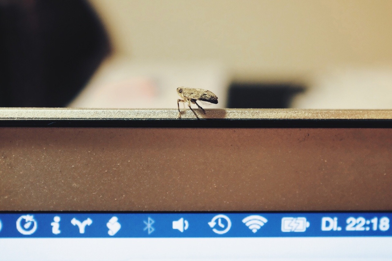 272/365: This little fella was distracting me yesterday evening, while I was trying to get some serious programming done.
