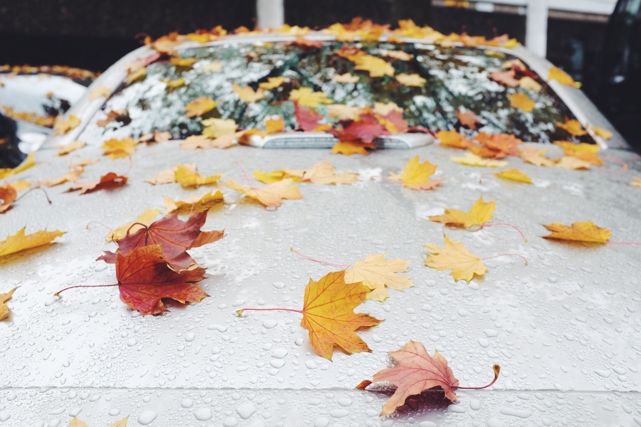 298/365: Yep, it&rsquo;s autumn.