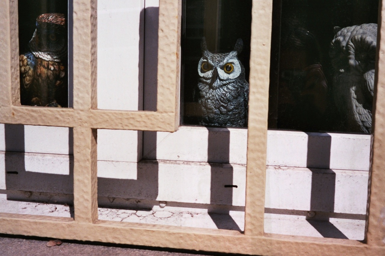 Owls.
Shot with my Olympus Trip 35. Fuji Superia X-TRA 400 film. Developed and scanned by the local dm store.