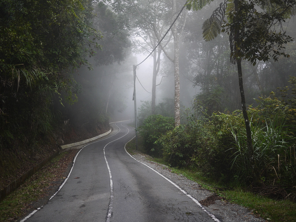 Foggy Road