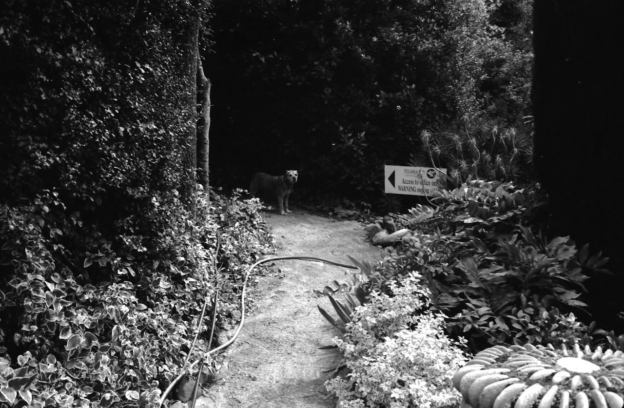 Vineyard dog. Pegasus Bay, February 2016.