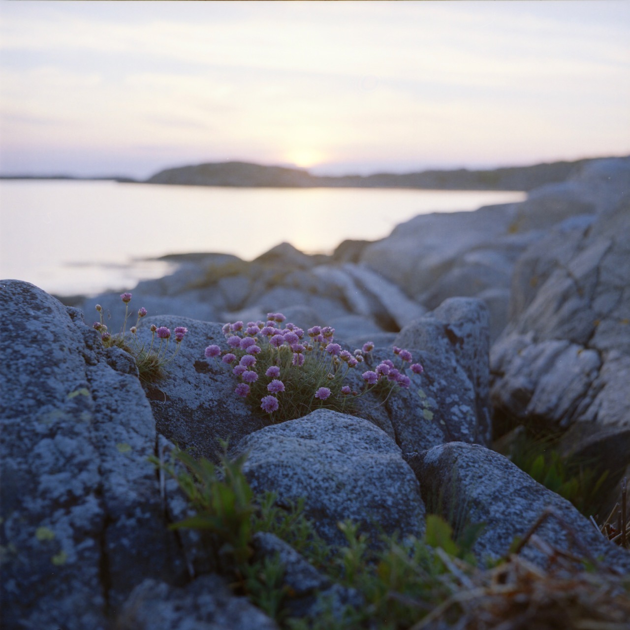 Near Kungsbacka, Sweden. May 2016.