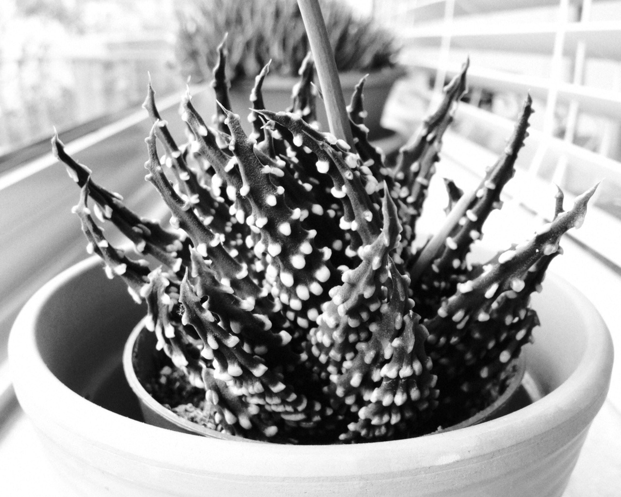 165/365: Back home taking photos of plants.
And trying out the 1-hour-photo app.
