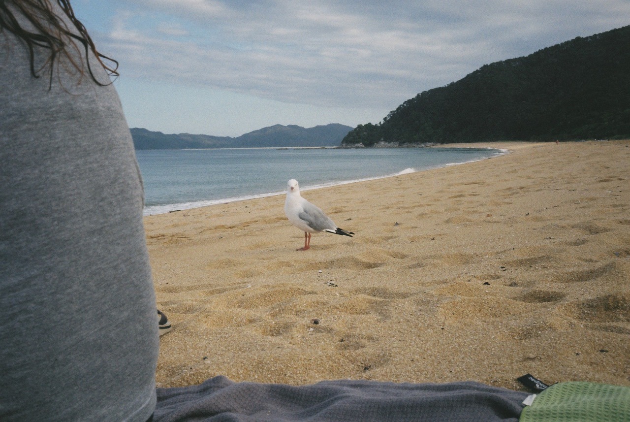 Not-as-cheeky seagull.
This was during a dinner beach picnic at Totaranui beach. And that&rsquo;s pretty much the only 35mm photo I have of the beach. Most other photos are shot with the Lubitel on 120 film &ndash; which I didn&rsquo;t get scanned.
Anyhow: we spent 4...