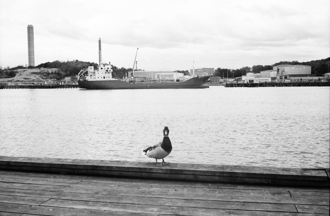 This one starts with a duck.