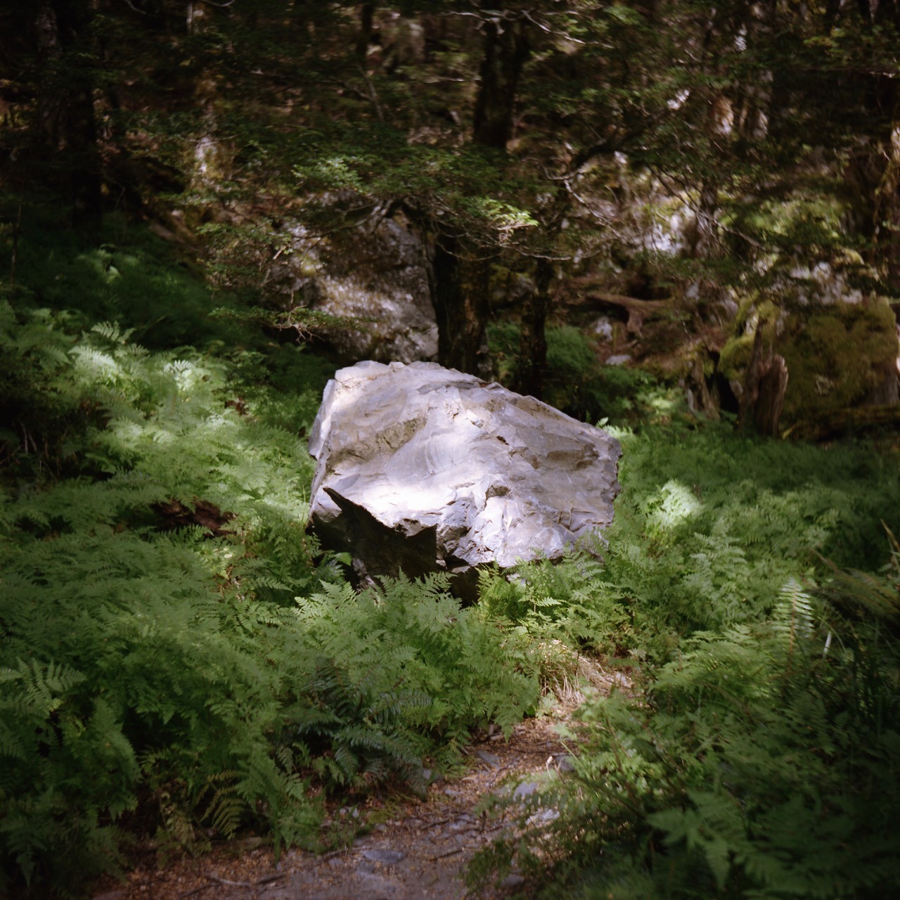 Stone, Nelson Lakes National Park. Februar 2016.