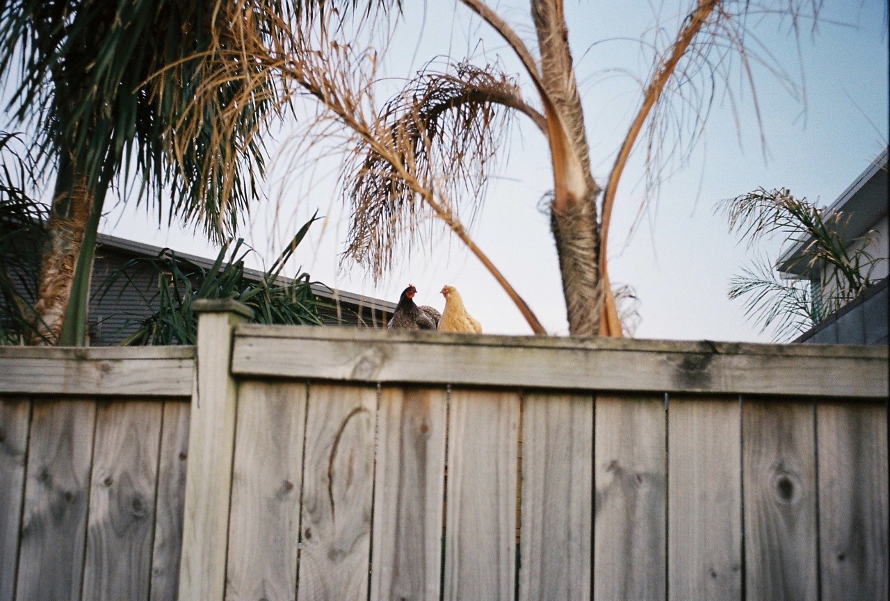 Chickens in love.