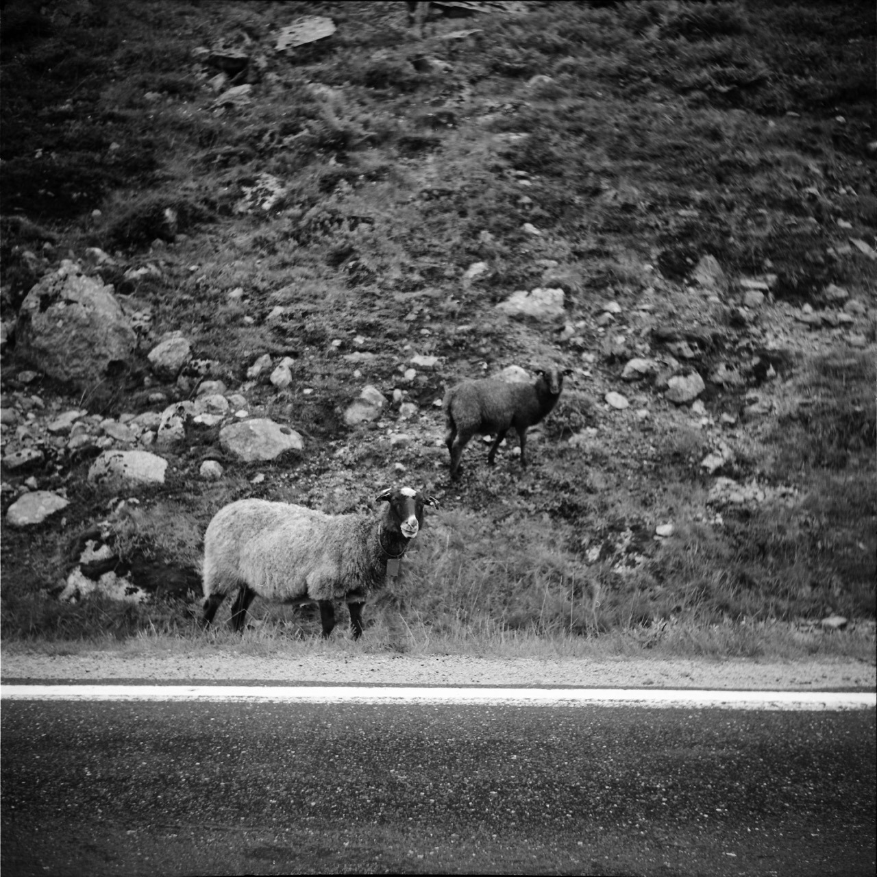 Also, sheep seem to often look good with it, too.