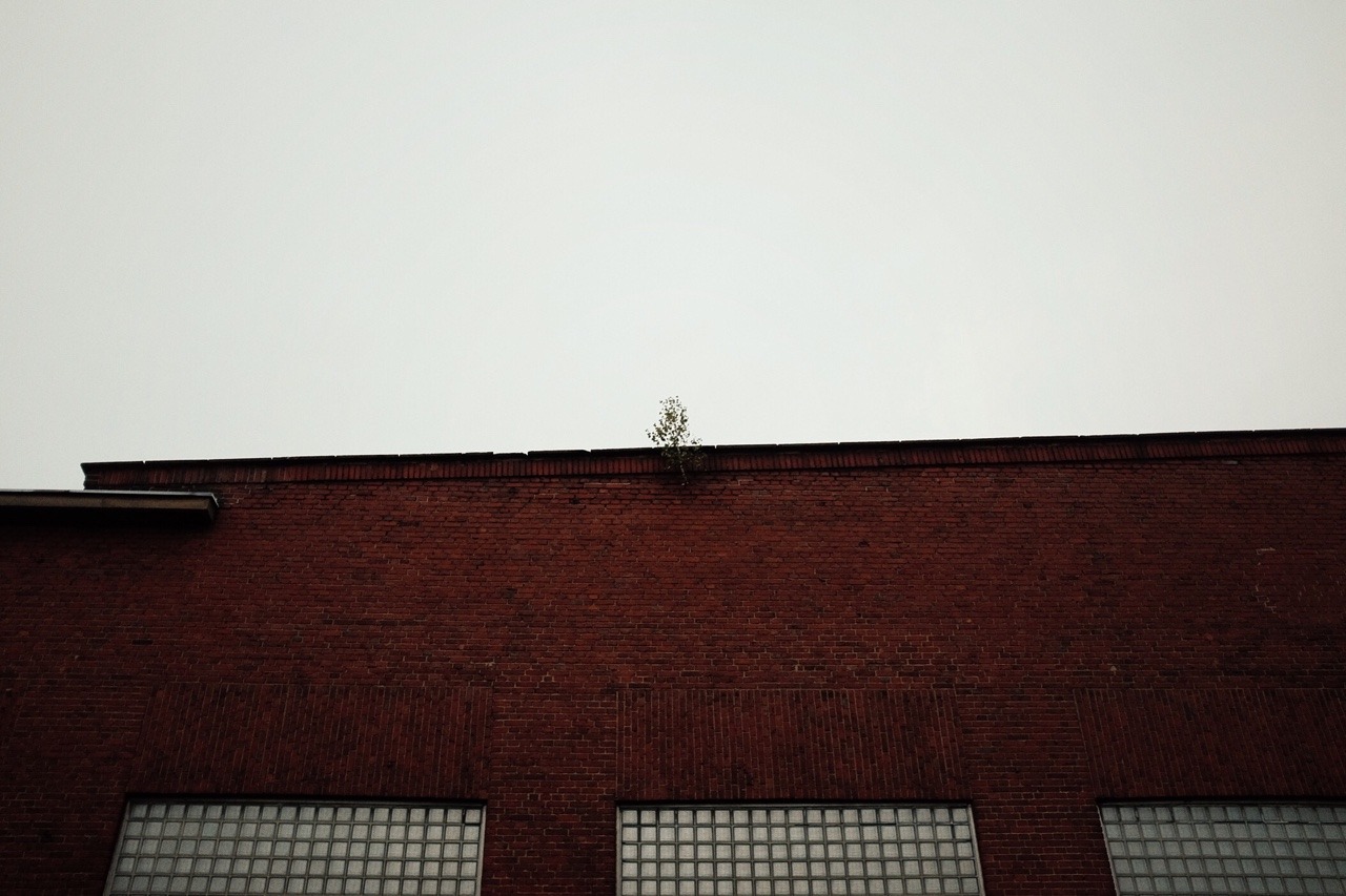 267/365: Going where no tree has gone before.