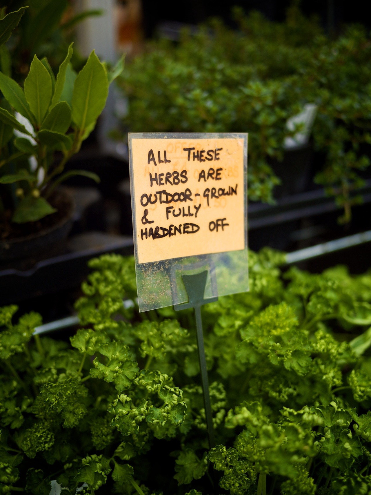 All these herbs are outdoor-grown & fully hardened off
