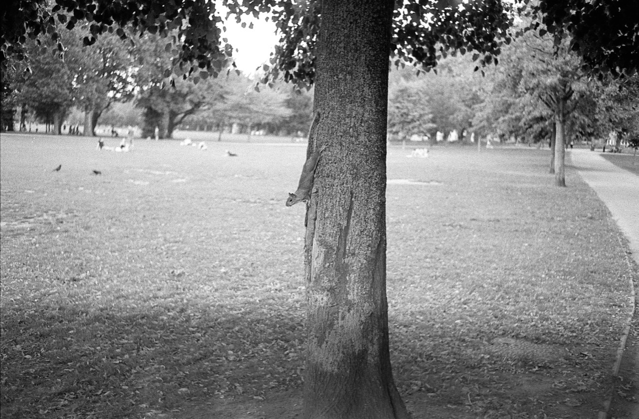 Squirrel. London, August 2015.