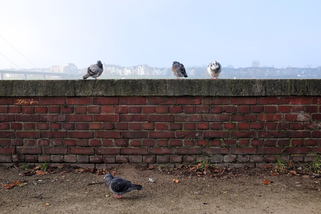 17/365
Pigeons