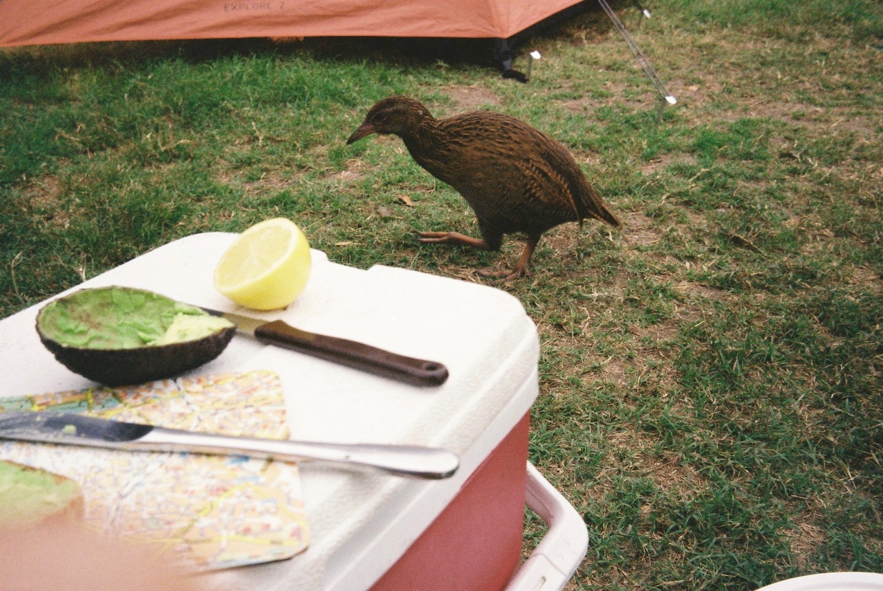 Cheeky, sneaky Weka, always tiptoeing around during meals in Totaranui, trying to steal something.