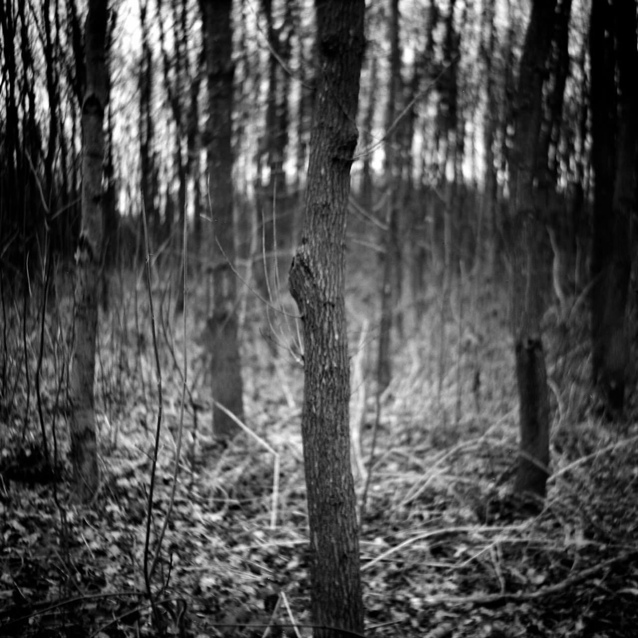 In the woods.