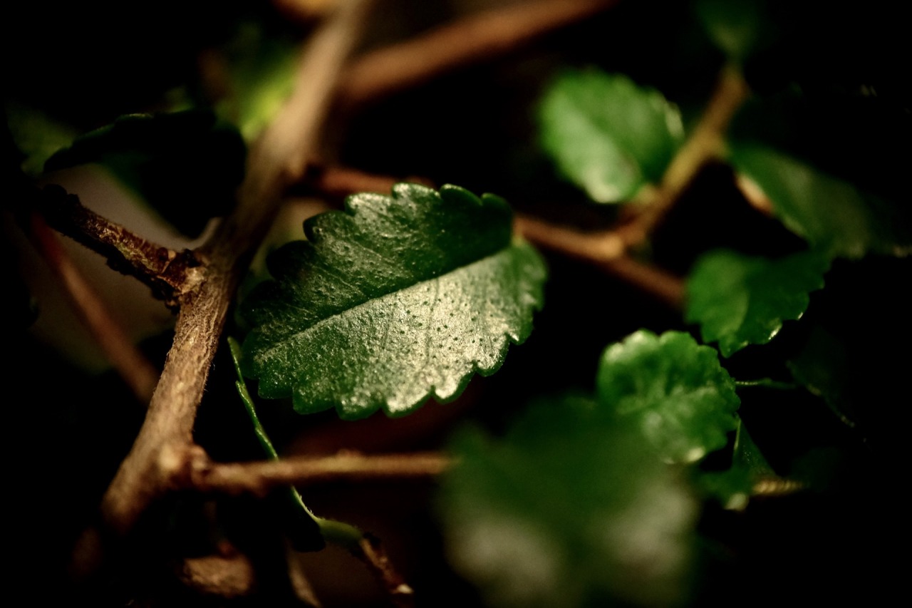 123/365: Bonsai leaf macro.