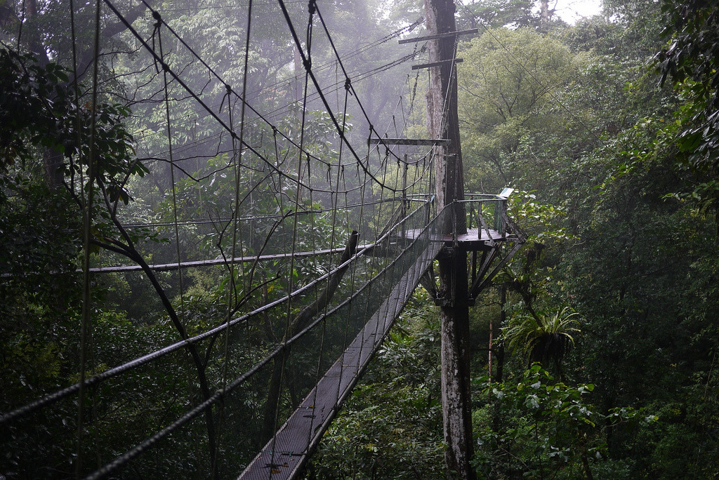 Canopy walk at Gunung Mulu National Park, Borneo.