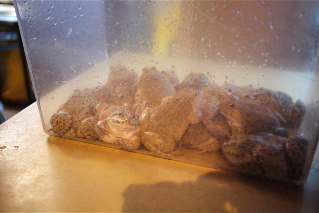 Frogs for consumption
