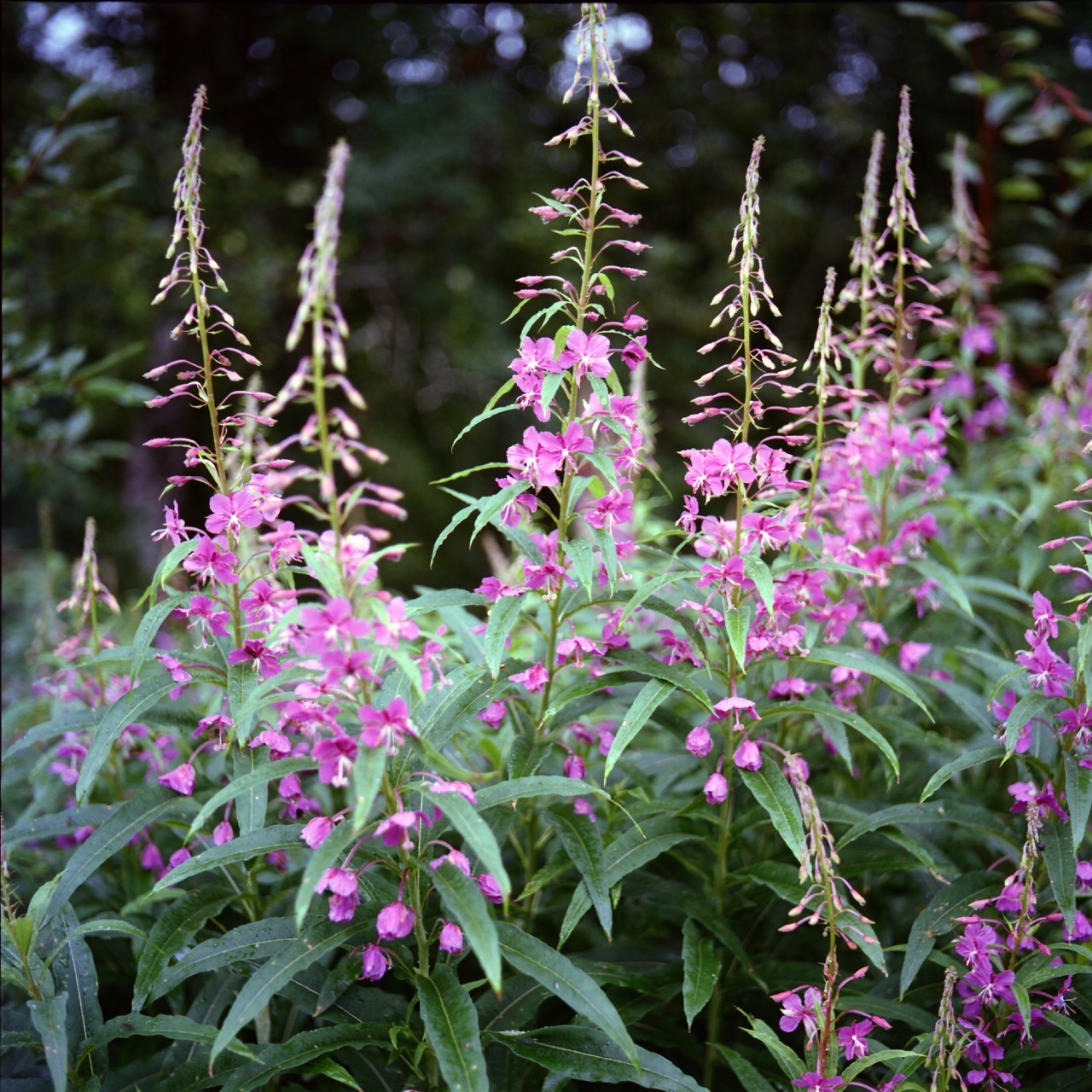 Jostedal, Norway. July 2016.
