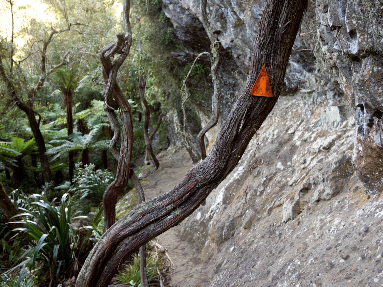 Nicole and I went on a little tramping trip to Pirongia forest park a couple of weeks ago. Spent one night in a cosy little hut.
You can see all photos on Flickr.