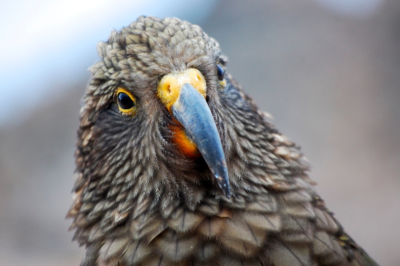 Kea