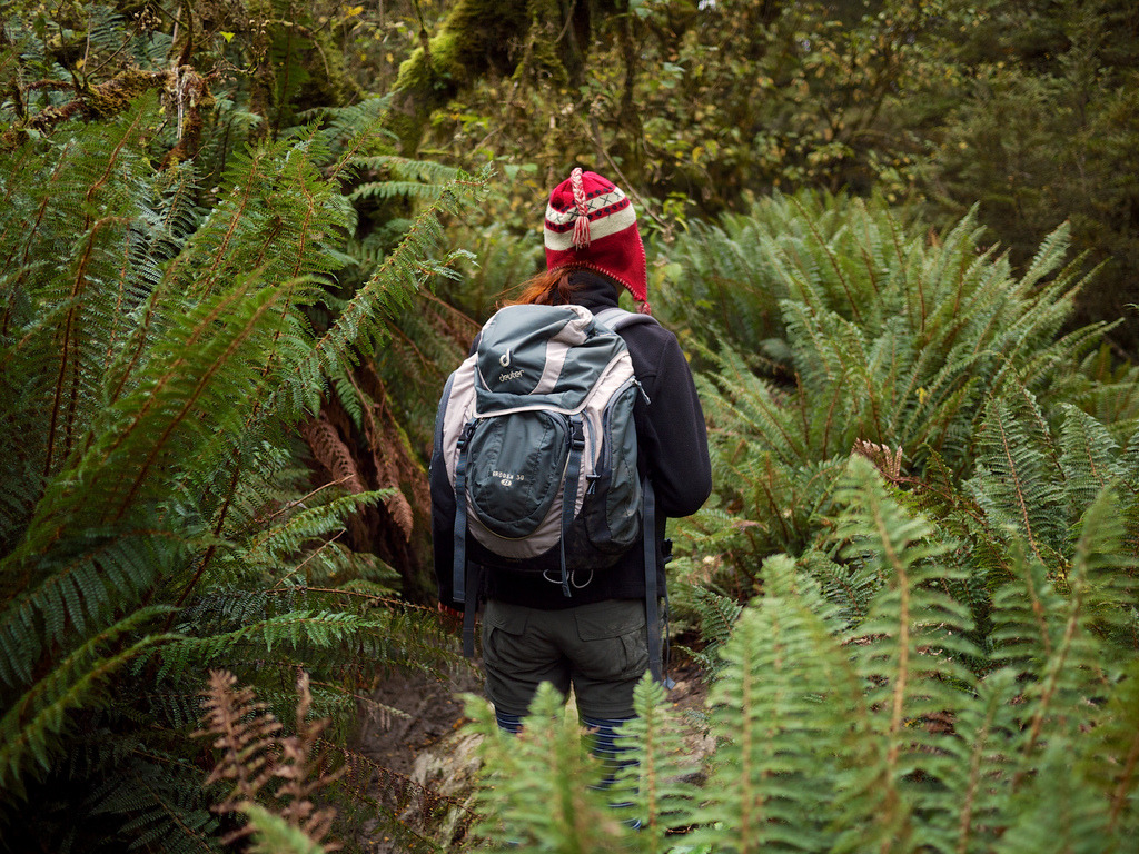 Lost in Fern
